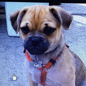 Meet your Posher, Shelby